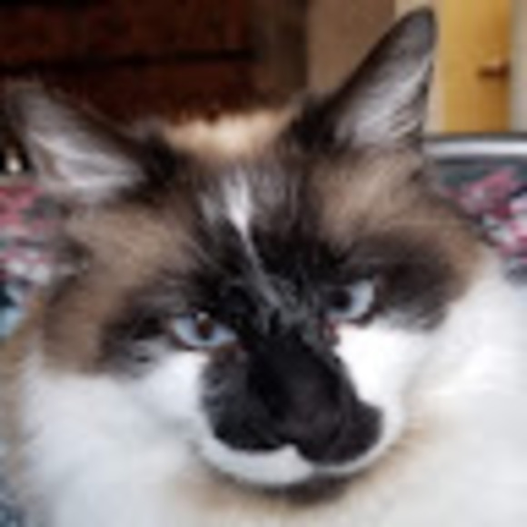 lisahanson64